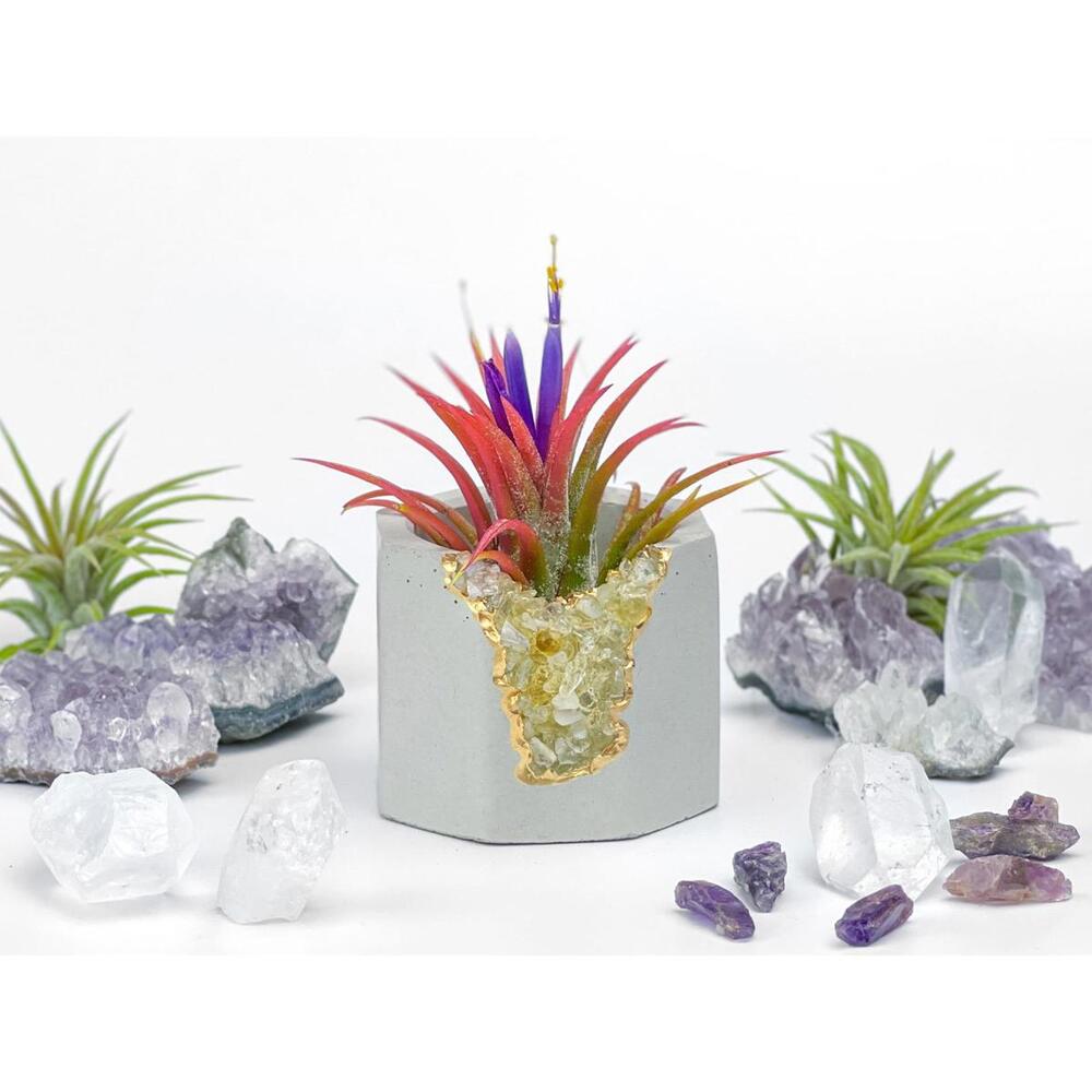 Geode Plant Holder Tumbled Citrine Stone Pot Air Plant gift